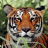 icon Tiger Wallpaper(Kaplan Duvar Kağıtları) 2.1.0