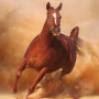 icon Horse Run(At koşusu)