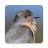 icon Cuckoo Bird Sounds(Guguk Kuşu Sesleri) 3.6.0