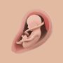 icon Mommy Womb - Pregnancy Tracker (Anne Rahmi - Gebelik Takibi)