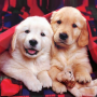 icon Puppies Live Wallpaper (Yavru Canlı Duvar Kağıdı)