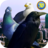 icon City Birds Simulator(Şehir Kuşları Simülatörü) 1.2
