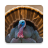 icon Turkey bird sounds(Turkey Bird: Sesler ve Çağrılar) 3.8.0