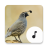 icon Quail Sounds(Bıldırcın Sesleri) 4.4.2