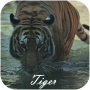 icon Tiger(Kaplan Video Canlı Duvar Kağıdı)