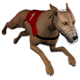 icon Dog Racing GHmanager (Köpek Yarışı GHmanager)