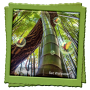 icon Bamboo Forest Live Wallpaper(Bambu Ormanı Canlı Duvar Kağıdı)