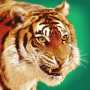 icon Talking Tiger (Konuşan Kaplan)
