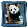 icon Panda Live Wallpaper (Panda Canlı Duvar Kağıdı)