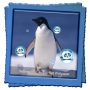 icon Penguins Live Wallpaper()