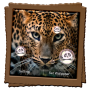 icon Leopard Live Wallpaper (Leopar Canlı Duvar Kağıdı)