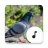 icon Pigeon Sounds(Güvercin Sesleri) 4.5.2