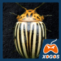 icon Crash Beetle(Beetle Zombi Kazası)