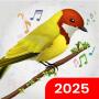 icon Birds Ringtones(Kuşlar Sesler ve Kuşlar Zil Sesleri)