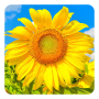 icon Golden Sunflower Live Wallpaper(Altın Ayçiçeği LWP)